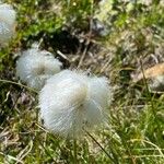 Eriophorum scheuchzeri Blüte