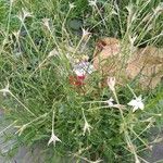 Nicotiana longiflora Агульны выгляд