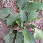 Limonium scoparium Leaf