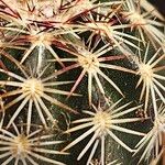 Echinocereus reichenbachii List