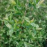 Salix integra Leaf