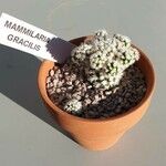 Mammillaria gracilis Hostoa