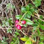 Vaccinium vitis-idaea Fruit