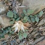 Centaurea acaulis ফুল