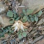 Centaurea acaulis Blüte