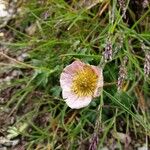 Ranunculus glacialis Blüte