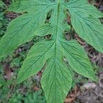 Tacca leontopetaloides Листок