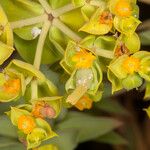 Euphorbia pithyusa 花