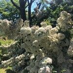 Pyracantha crenulata 花
