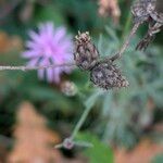 Centaurea stoebe Vili