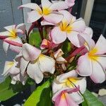 Plumeria rubraফুল