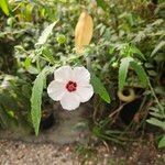 Pavonia hastataFlors