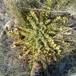 Verbascum sinuatum Leaf