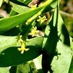 Loranthus europaeus Leaf