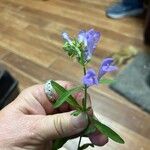 Scutellaria integrifolia 花