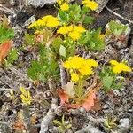 Sonchus pinnatifidus Outro