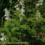 Rubus incanescens Habit