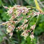 Luzula alpinopilosa Flor
