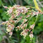 Luzula alpinopilosa Flower