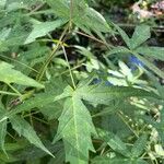 Hibiscus coccineus Leaf