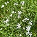 Ornithogalum divergens花