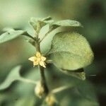 Lysimachia japonica Blomst