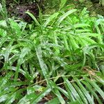 Pteris dentata Leaf