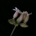 Silene edgeworthii Flower