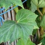 Begonia grandis Leaf