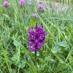 Dactylorhiza majalis Цвят