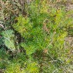 Artemisia chamaemelifolia Leaf