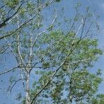 Juglans pyriformis Агульны выгляд