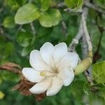 Gardenia volkensii Blüte