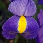 Iris tridentata Kwiat