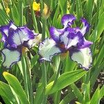 Iris pumila عادت