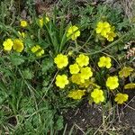 Potentilla incana