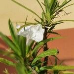 Ruellia simplexफूल