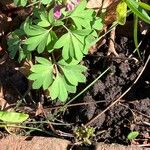 Corydalis intermedia Leaf