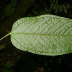 Anthurium microspadix List