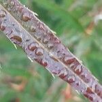 Berberis gagnepainii Blad