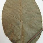 Zanthoxylum acuminatum Otro