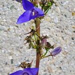 Campanula pyramidalis Λουλούδι