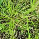 Carex radiata List