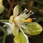 Citrus trifoliata Плод