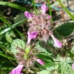 Clinopodium vulgare Flor