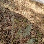 Artemisia frigida Blatt