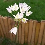 Allium trifoliatum Çiçek