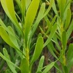 Aulax umbellata Hoja