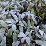 Salvia officinalis Staniste