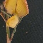 Crotalaria brevidens Flower